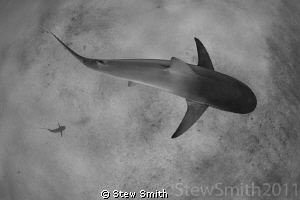 Sometimes you can get away with shooting downwards. by Stew Smith 